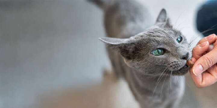 themenwelt katzenernaehrung 1000x500